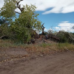 Lumberjack Joes - Removal of a huge tree