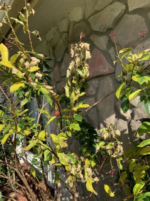 Sailfish Softwash Logo