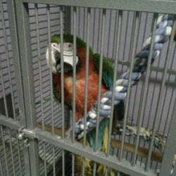 Kat's Pet Kare