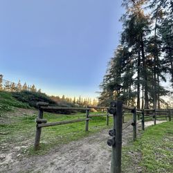 Cedar Grove Park - Cedars