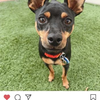 K-9 University - Pet Training Near Me - Covina, California K-9 University - Pet Training Near Me - Covina, California
