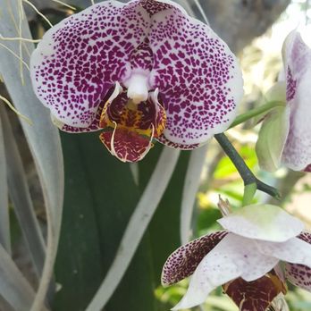Tucson Botanical Gardens - Orchid - Botanical Gardens Near Me - Tucson, Arizona