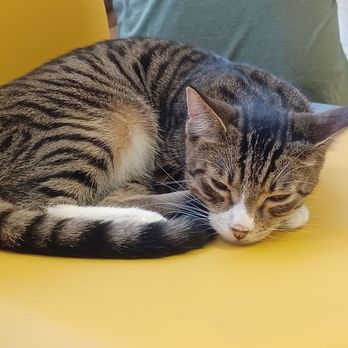 Pedro Pet Pals - Pet Adoption Near Me - San Pedro, California