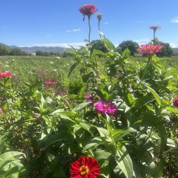 Mortimer Farms - Flowers blooming - Attraction Farms Near Me - Dewey, Arizona Mortimer Farms - Flowers blooming - Attraction Farms Near Me - Dewey, Arizona