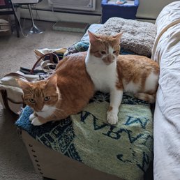 Our two cats adopted from STAF