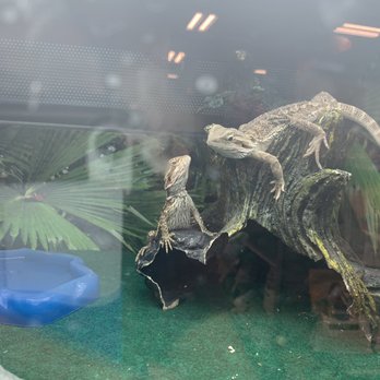PetSmart - Bearded dragon love - Pet Training Near Me - Miami, Florida