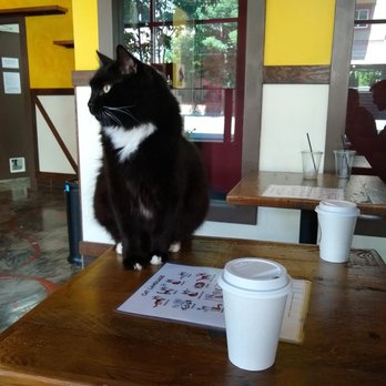 Seattle Meowtropolitan - This guy was so friendly! - Themed Cafes Near Me - Seattle, Washington Seattle Meowtropolitan - This guy was so friendly! - Themed Cafes Near Me - Seattle, Washington
