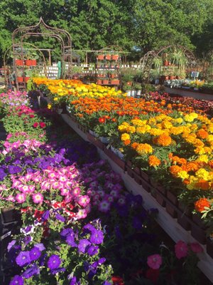 North Richland Hills Farmers Market by null