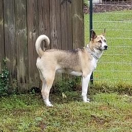 My beautiful, well disciplined dog. My beautiful, well disciplined dog.