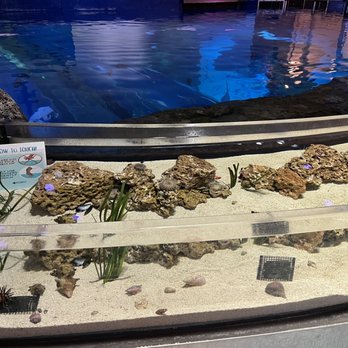 Mississippi Aquarium - Touch tank - Aquariums Near Me - Gulfport, Mississippi