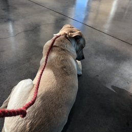 Waiting a patiently as he can
