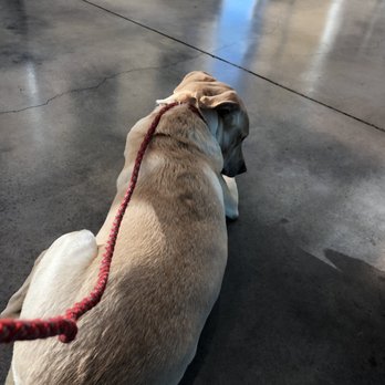 Thrive Pet Healthcare - Hurst - Waiting a patiently as he can - Veterinarians Near Me - Hurst, Texas