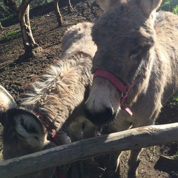Minardi Winery Tours - Donkeys outside - Food Tours Near Me - Frascati, RM