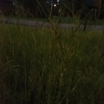 Olive Branch Landscape Management - Tall unmowed grass. - Irrigation Near Me - Conway, Arkansas