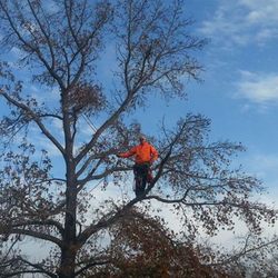 Adam's Tree Service