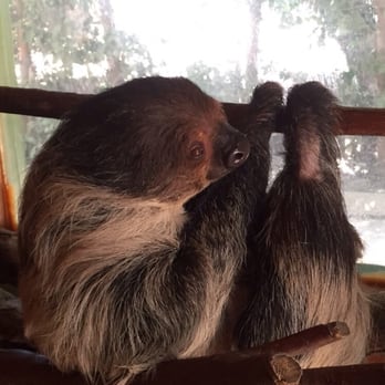 Wildlife Learning Center - $75 for up to 4 people to have a personal sloth interaction. Worth it - Zoos Near Me - Sylmar, California Wildlife Learning Center - $75 for up to 4 people to have a personal sloth interaction. Worth it - Zoos Near Me - Sylmar, California