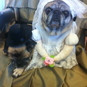 Regent Court - Buddy and Sugar are at Regent Court Mon - Fri every day. They usually do not get dressed up! - Retirement Homes Near Me - Corvallis, Oregon Regent Court - Buddy and Sugar are at Regent Court Mon - Fri every day. They usually do not get dressed up! - Retirement Homes Near Me - Corvallis, Oregon