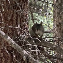 The Hunter Creek Trail - Hello There! (07/07/25)