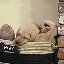 The Crazy Dog Ladies Dog Walking & Pet Sitting - Figgy