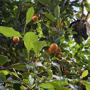 Logee's Greenhouses - Citrus tree - Nurseries & Gardening Near Me - Danielson, Connecticut