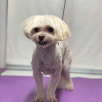 Vanity Fur Menifee - Gibbs - Pet Groomers Near Me Vanity Fur Menifee - Gibbs - Pet Groomers Near Me