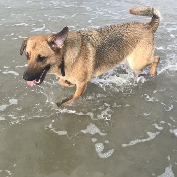 Longport Dog Beach - Arlo having an awesome time! - Beaches Near Me - Somers Point, New Jersey