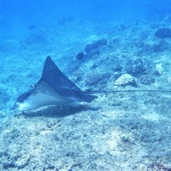 Snorkel Safe Oahu - Spotted Eaglerays (Aetobatis narinari) feed mainly on hard-shelled mollusks and crustaceans crushed in their powerful jaws.