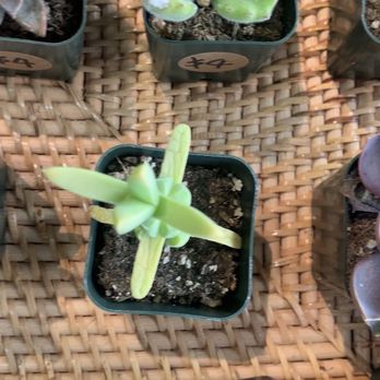 Plantoem - Succulents! So cute and perfect for gift giving! - Cafes Near Me - Honolulu, Hawaii Plantoem - Succulents! So cute and perfect for gift giving! - Cafes Near Me - Honolulu, Hawaii