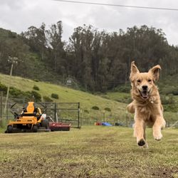 Vicki's Little Rascals Doggy Daycare Ranch