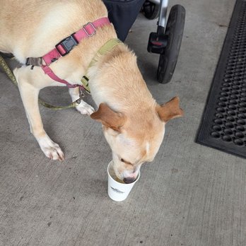 Summit Coffee On the Plaza - Pup cup - Coffee & Tea Near Me - Charlotte, North Carolina