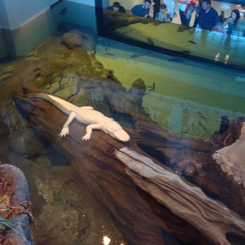 NightLife - Albino Alligator - Museums Near Me - San Francisco, California NightLife - Albino Alligator - Museums Near Me - San Francisco, California