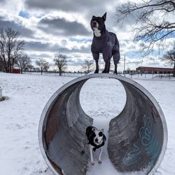 Pawlite Best Friends - Impulse control in a new and exciting environment!