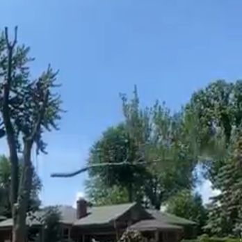 Michigan Tree Solutions Network - Tree Services Near Me Michigan Tree Solutions Network - Tree Services Near Me