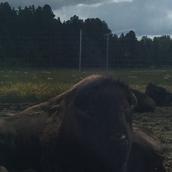 Bearizona - Mom was scared of the bison but he never even moved - Zoos Near Me - Williams, Arizona