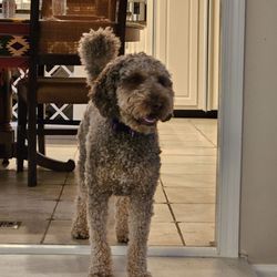 Sam Pet Grooming Gift Greeting Cards Email, Text or Print