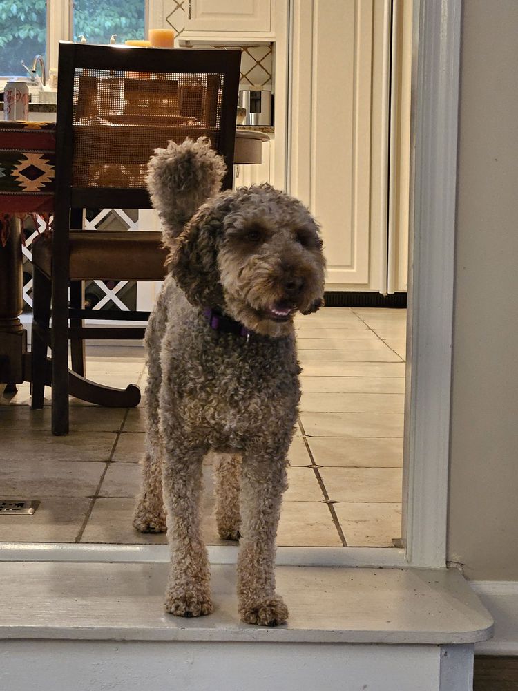 SAM PET GROOMING Updated October 2024 24 Photos & 24 Reviews