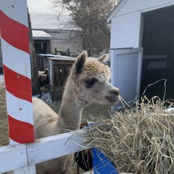 Festival Farm