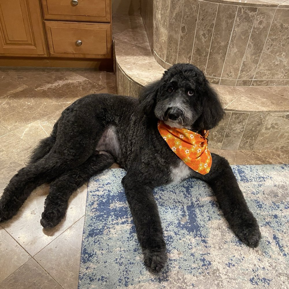 Shedding Clean Pet Grooming - Oliver, the Portuguese Water Dog rescue - Pet Groomers Near Me - Phoenix, Arizona Shedding Clean Pet Grooming - Oliver, the Portuguese Water Dog rescue - Pet Groomers Near Me - Phoenix, Arizona