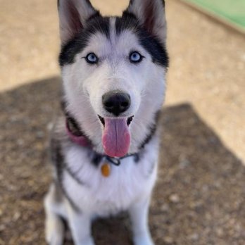 Noble Beast Dog Training - Pet Training Near Me - Denver, Colorado Noble Beast Dog Training - Pet Training Near Me - Denver, Colorado