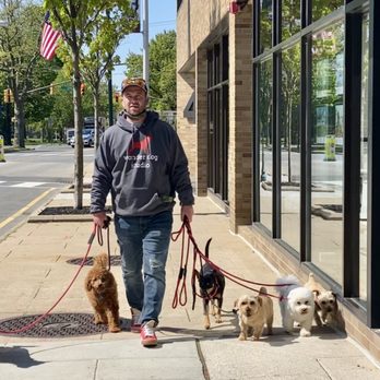 Wonder Dog Studio - Pet Sitting Near Me - Summit, New Jersey Wonder Dog Studio - Pet Sitting Near Me - Summit, New Jersey