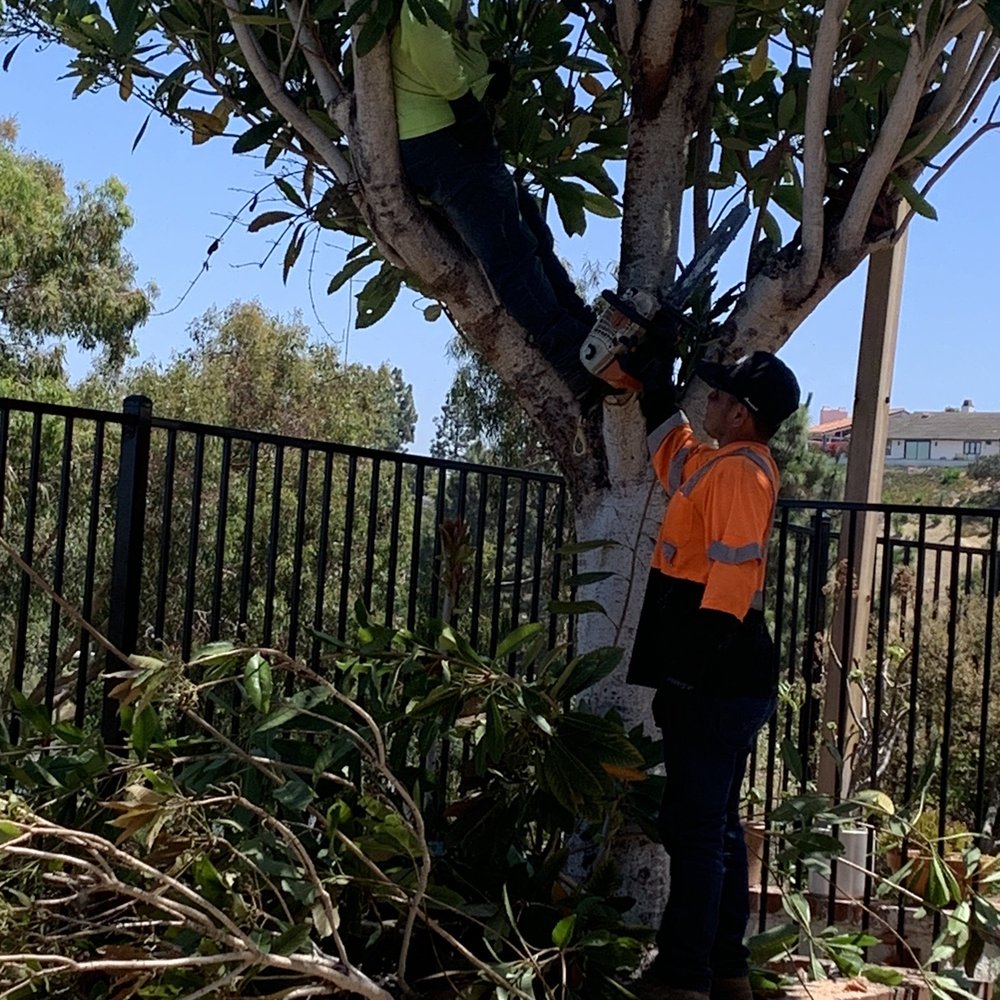 Freddie’s Tree Service - Tree Services Near Me