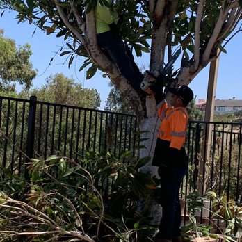 Freddie’s Tree Service - Tree Services Near Me Freddie’s Tree Service - Tree Services Near Me
