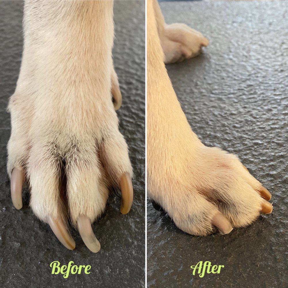 Aggregate 131+ dog breeds with long nails latest noithatsi.vn