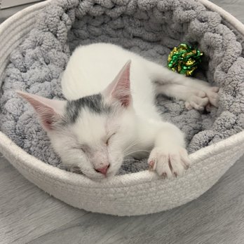 Frisky Cat Cafe - Cafes Near Me - St. Augustine, Florida