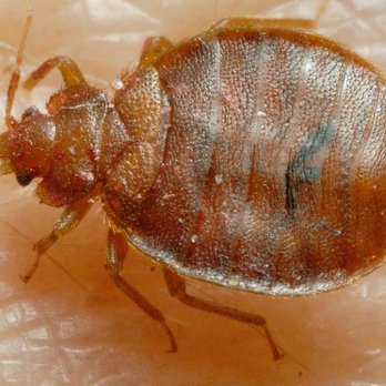 Huron Pest Control - Pest Control Near Me - Grand Bend, Ontario