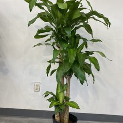 Santos Flowers