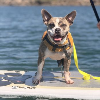SUP Pups - Paddleboarding Near Me - San Diego, California