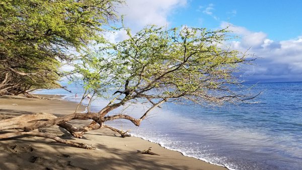 Olowalu Beach by null
