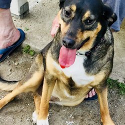 Ansonia- Derby Dog Park - Ok ok don't throw the ball