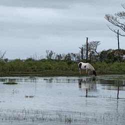 Chincoteague Island Adventures - Ponies